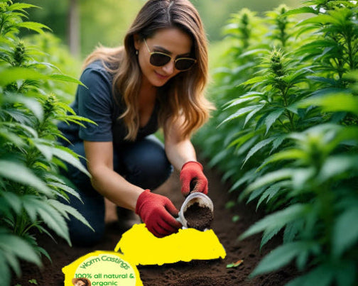 Red Wiggler Worms ideal organic compost. Worms and nutrients and create the soil consistenty