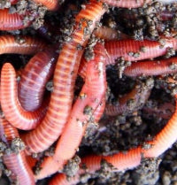 Back By Popular Demand !! Red Wiggler Gardening Worms For Sale !! Give your garden vermicompost and areate the soil and no work to you. Let the Red Wiggles organically compost y I ur garden.Red Wigglet Worms for sake . Buy now !! They will be sold out shortly..