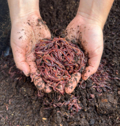Red Wigglers Garden Worms For Sale - 1/4 lbs 250 apprx. Worms - $20.00