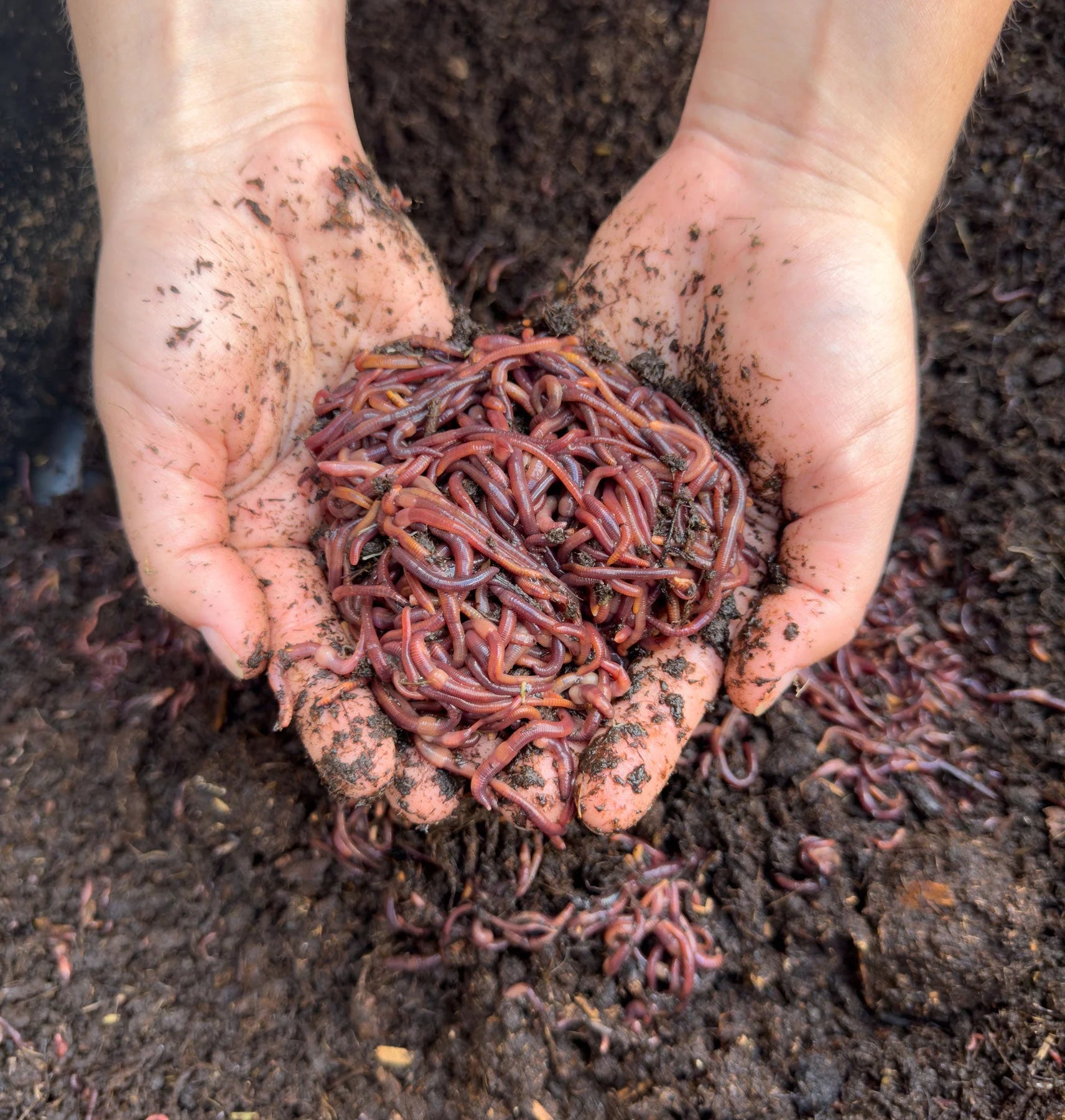 Skip Jack Red Wiggler Worm Castings Super  Charged Plant Food - Ideal For Any Garden !! 16 lbs $16